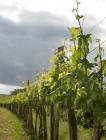 Weingarten - Zum Vergrößern anklicken