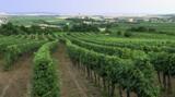 Unser Weingarten - Zum Vergrößern anklicken